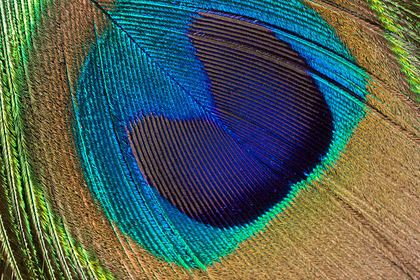 istock Peacock Feather, Pattern, Repetition, Close-Up, Bird, Plumage, Iridescent, Background 157382492