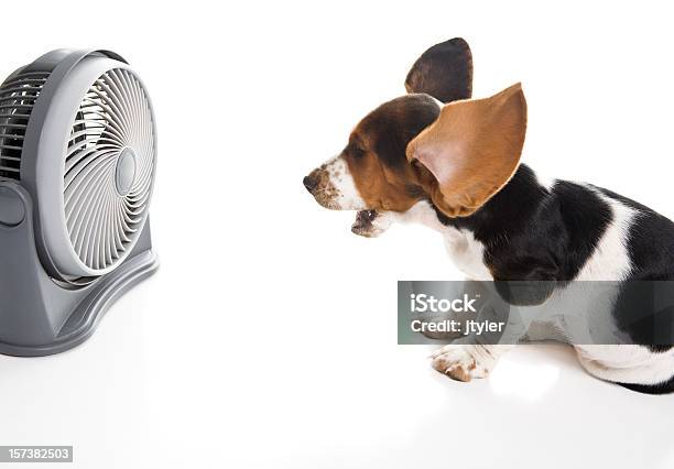 Wow Cool Stockfoto und mehr Bilder von Hund - Hund, Ventilator, Wind