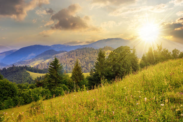 istock meadow with coniferous trees on the hillside at sunset 1573826604
