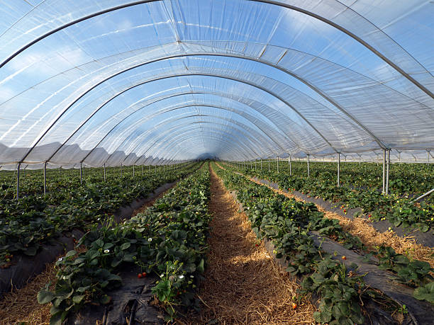 Strawberries growing in a polytunnel, Scotland