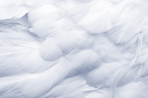 Abstract White Bird Feathers Falling in The Air. Softness of Swan Feather