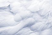 Goose Feathers Background