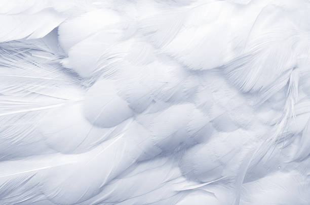 Goose Feathers Background  feather stock pictures, royalty-free photos & images