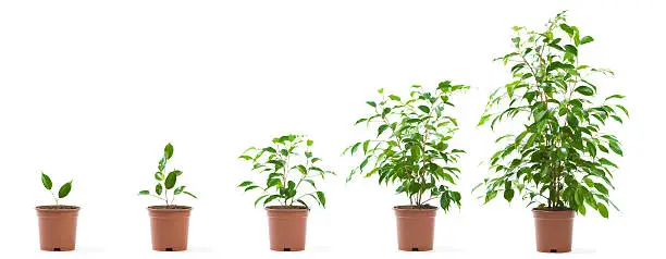 green potted plant growth stages isolated on white