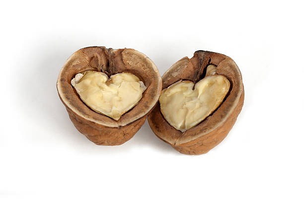 tuerca dos medias - walnut pod nutshell cross section fotografías e imágenes de stock