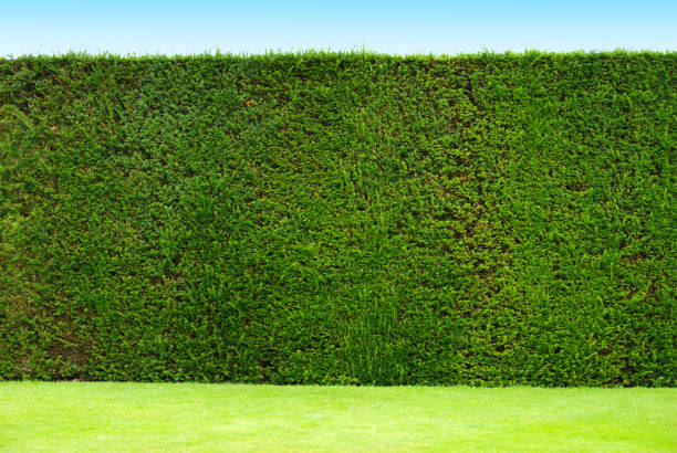 hecke - hecke stock-fotos und bilder