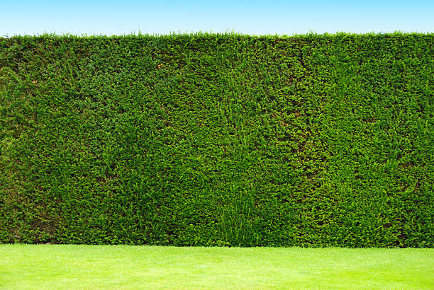 hedge hedge in an English garden hedge stock pictures, royalty-free photos & images