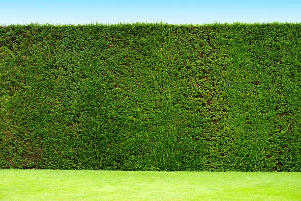 hedge in an English garden