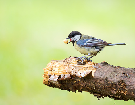 Great tit with nut in his beak