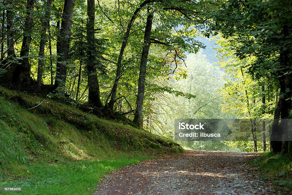 Camino en el bosque - Foto de stock de Abeto Picea libre de derechos