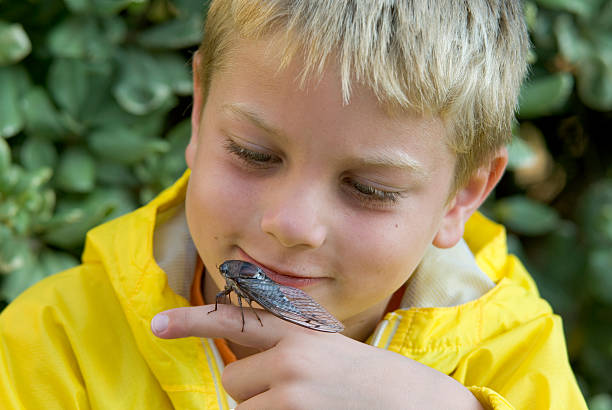 Young Boy Holding & Examining A Cicada Bug stock photo