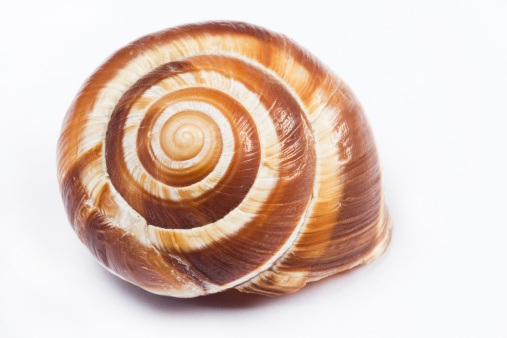 View of a spiral shell in front, highlighted on a white background