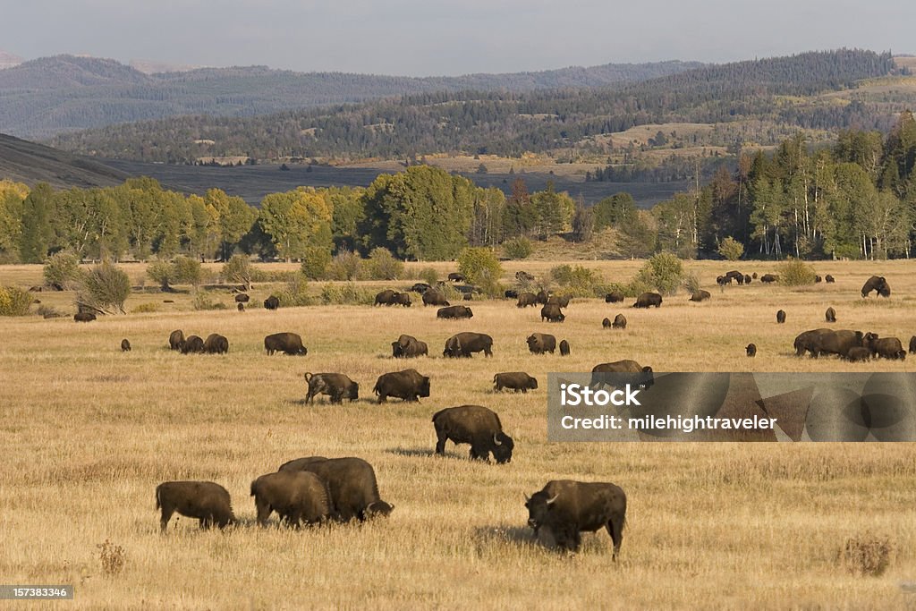 Bison herd grazing in Grand Tetons National Park Wyoming Late afternoon sun highlights a herd of grazing bison on prairie grass in Grand Teton National Park in Wyoming, American Bison Stock Photo