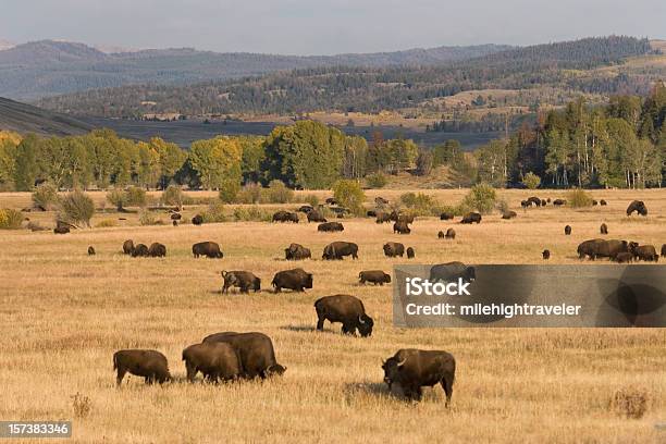 Bison Herd Grazing In Grand Tetons National Park Wyoming Stock Photo - Download Image Now
