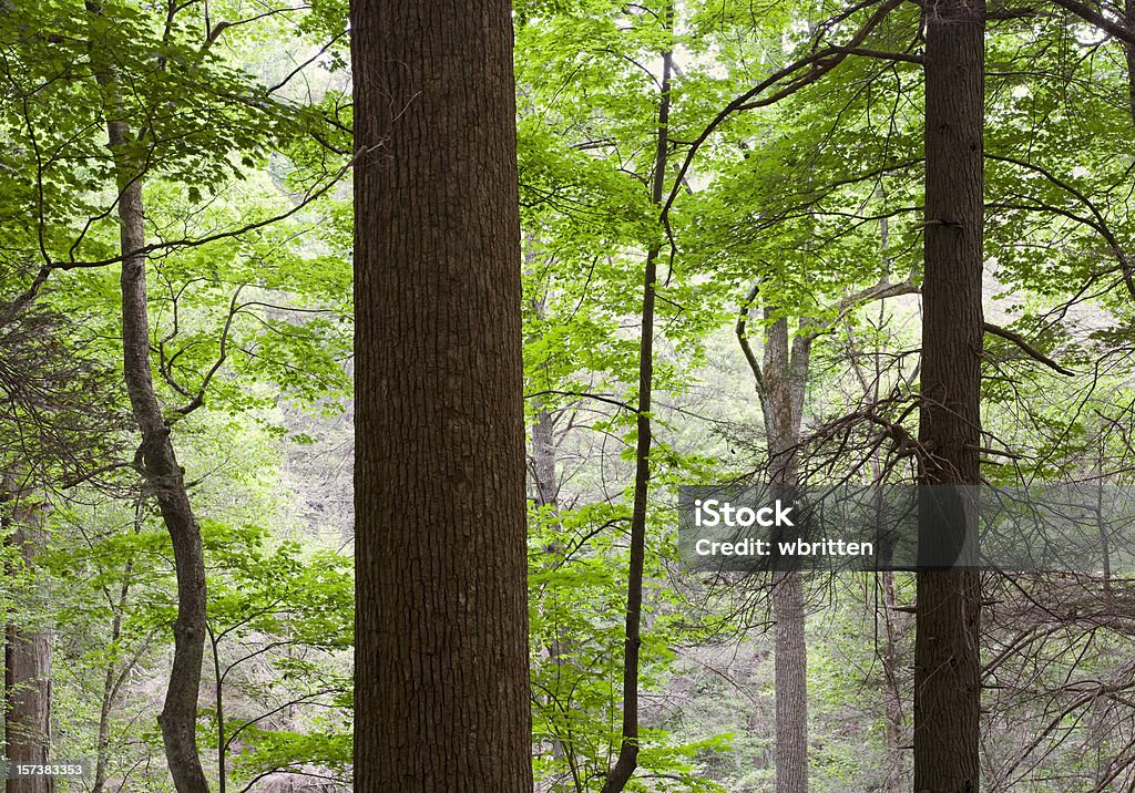 Serie (XXL) Foresta vergine - Foto stock royalty-free di Abete canadese