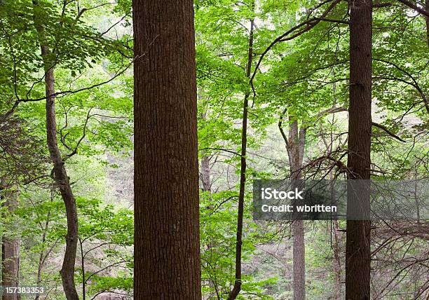 Foto de Floresta Primitiva Série Xxl e mais fotos de stock de Alto - Descrição Geral - Alto - Descrição Geral, Arcaico, Bosque - Floresta