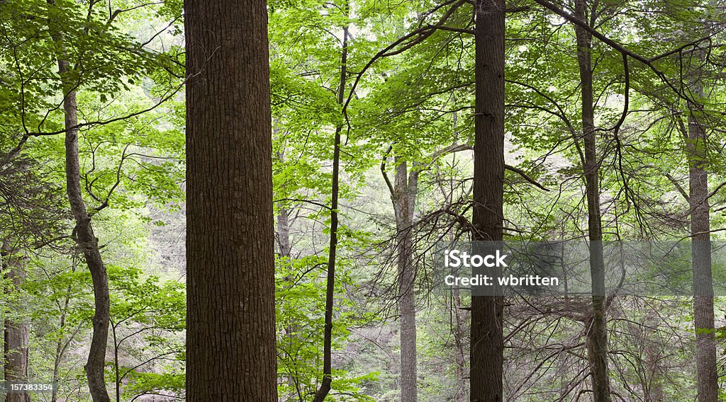 Große Bäume im Wald urzeitlichen übergroße panorama - Lizenzfrei Hemlocktanne Stock-Foto