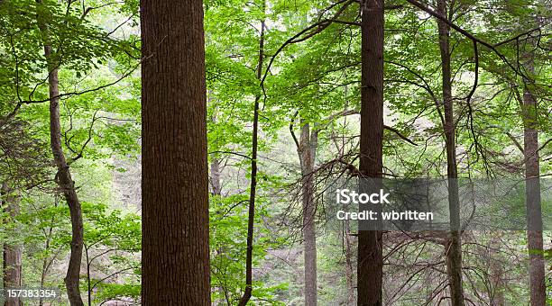 高い木の森林 Primeval 大きめのパノラマ - グレートスモーキー山脈国立公園のストックフォトや画像を多数ご用意 - グレートスモーキー山脈国立公園, ツガ, アメリカ南部