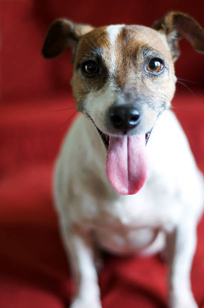 Smiling Senior Jack Russell Terrier