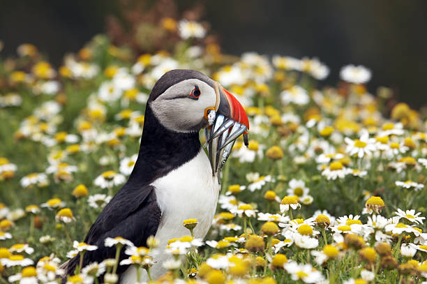 Puffin posing with sand eels in daisies Puffin with sand eels puffin photos stock pictures, royalty-free photos & images