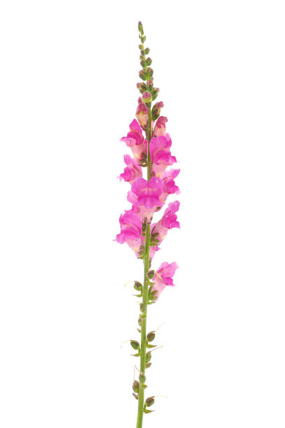 istock Common snapdragon isolated on white background, Antirrhinum majus 1573835179