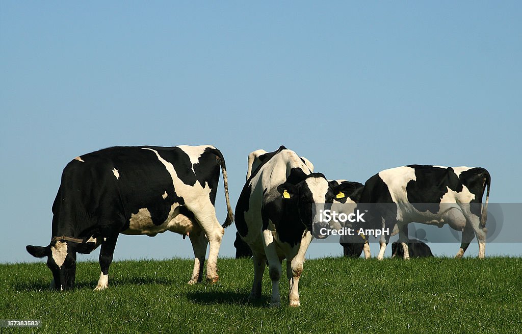 Grupo de vacas em um campo - Royalty-free Agricultura Foto de stock