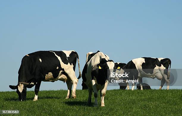 Grupo De Vacas Em Um Campo - Fotografias de stock e mais imagens de Agricultura - Agricultura, Alimentar, Animal Doméstico