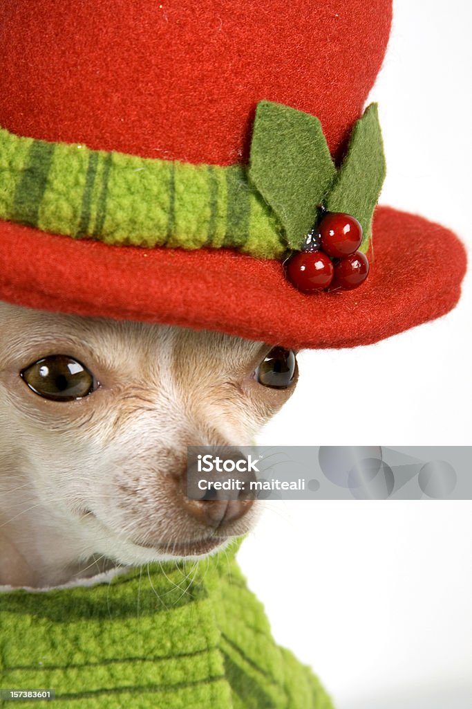 winter little chihuahua wearing a red hat and scarf in winter Animal Stock Photo