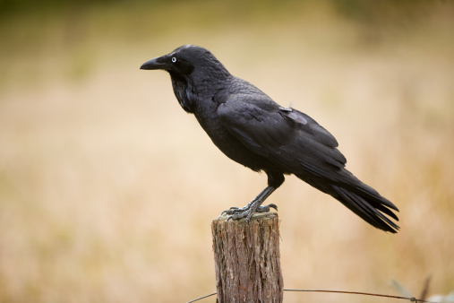 Common raven, corvus corax, croaking onstump in wintertime nature. Dark large bird sitting on cut tree in woodland. Black feathered animal calling on wood.