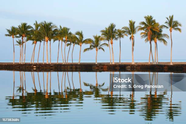 Árvores De Palma - Fotografias de stock e mais imagens de Ao Ar Livre - Ao Ar Livre, Beleza natural, Big Island - Ilhas do Havai