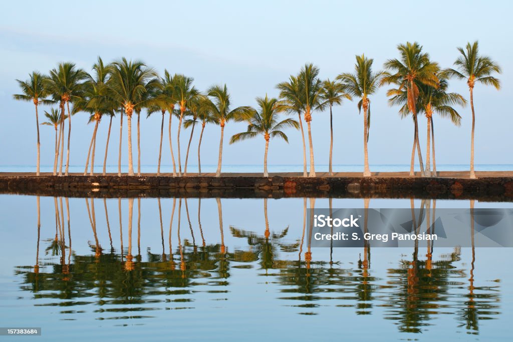 Palm пальмы - Стоковые фото Kohala Coast роялти-фри