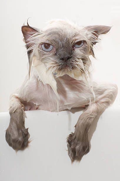 不幸せな「wet （ウェット）」の猫 - soaking tub ストックフォトと画像