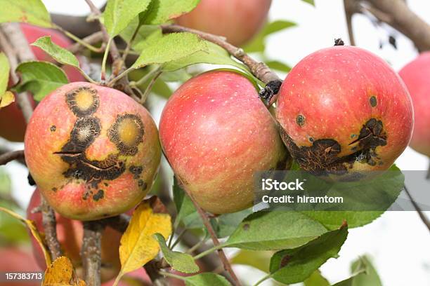 Mala Manzanas Foto de stock y más banco de imágenes de Manzana - Manzana, Enfermedad, Fealdad