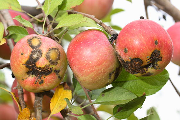 bad jabłka - apple rotting fruit apple tree zdjęcia i obrazy z banku zdjęć