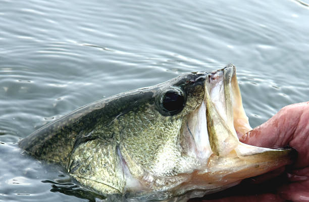 istock Fisherman Grabbing Largemouth Bass 157383771
