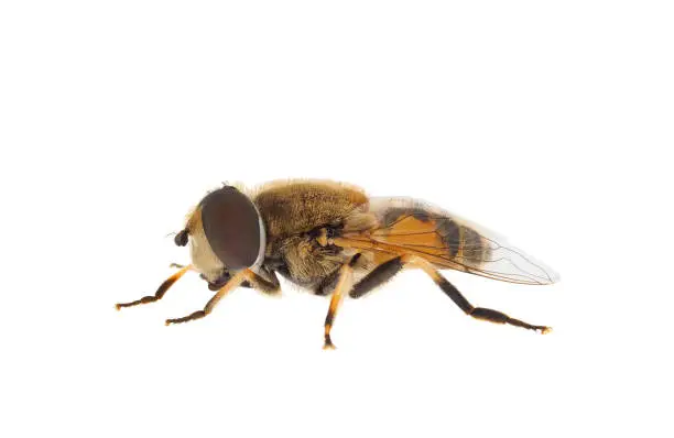 Eristalis nemorum is a species of hoverfly.