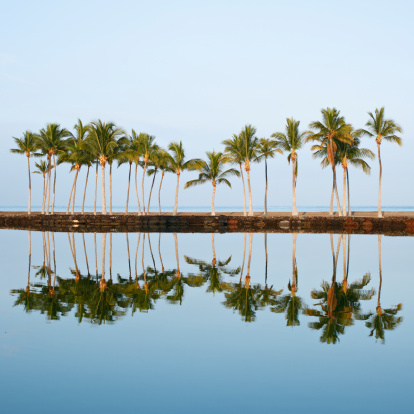 Oceanfront palm trees reflected in a pond (Hawaii).