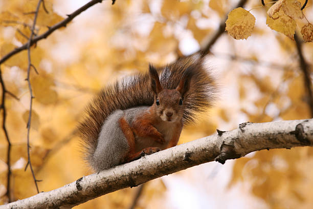 궁금 사람이 - squirrel softness wildlife horizontal 뉴스 사진 이미지