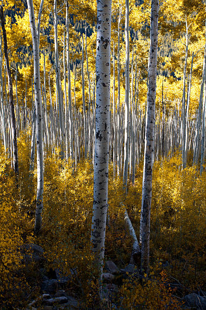 istock Aspen Grove Portrait 157383876