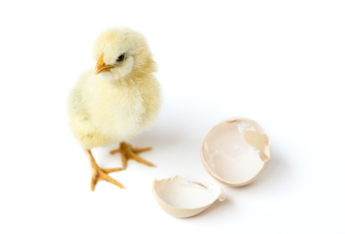 Chicken and an egg shell on white background