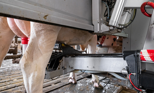black and white spotted cow being milked by milking robot on farm in the netherlands