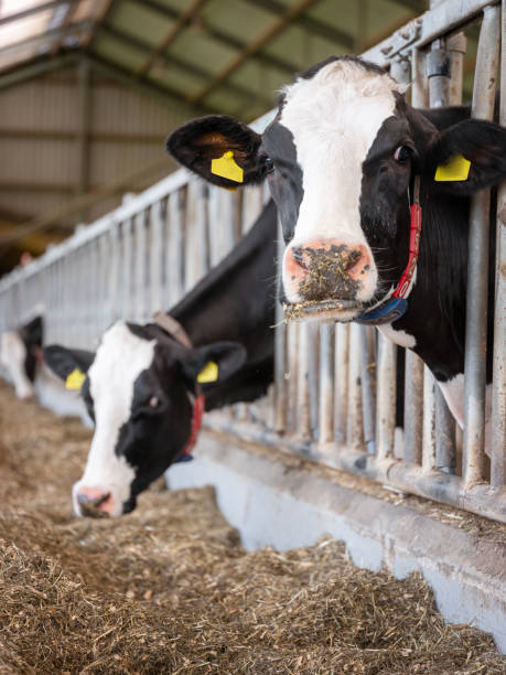 istock black and white cows feed inside barn on dutch farm in holland 1573839937