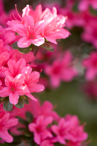 Bright Pink evergreen Rhododendron Wilgen's Surprise in flower