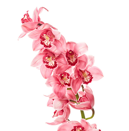 Orchid flowers with drops of water isolated on white background