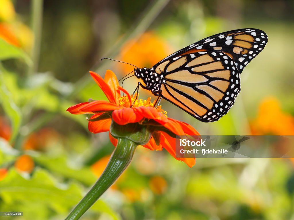 Monarch Butterfly - Zbiór zdjęć royalty-free (Czułek)