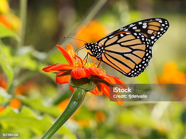 Monarch Butterfly - zdjęcia stockowe i więcej obrazów Czułek - Czułek, Część ciała zwierzęcia, Fotografika