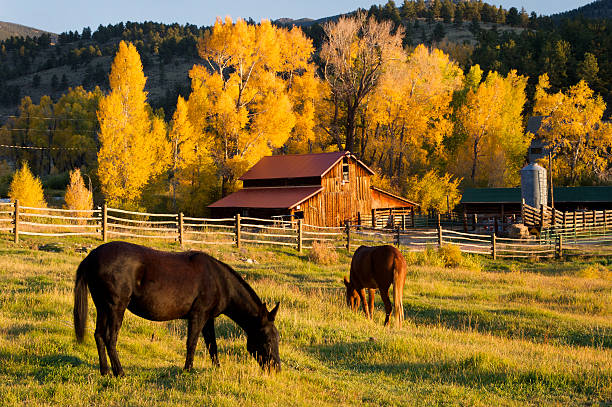 Horses grazing in front of barn. stock photo