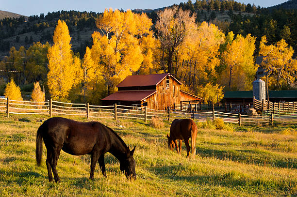 Horses grazing in front of barn. Horses grazing in front of a barn in colorado. ranch stock pictures, royalty-free photos & images