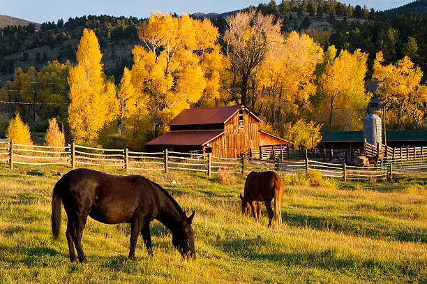 Photo of Horses grazing in front of barn.