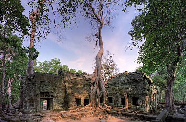 ta prohm avant le coucher du soleil - steiner photos et images de collection